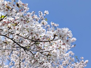 権現堂川沿いの写真2