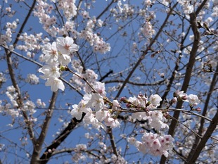 鷲宮神社の写真2