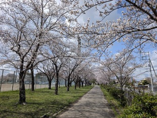鷲宮運動公園の写真1