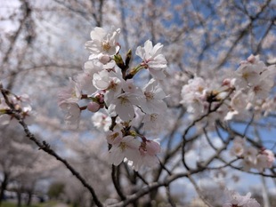鷲宮運動公園の写真2
