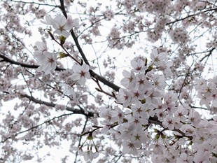 鷲宮神社の写真2