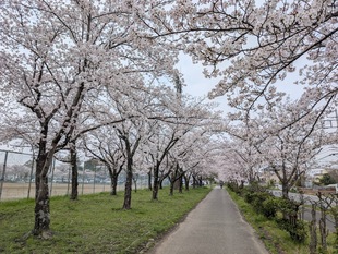 鷲宮運動公園の写真1