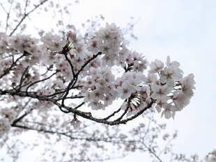 鷲宮運動公園の写真2
