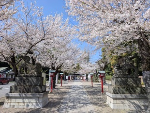 鷲宮神社の写真1