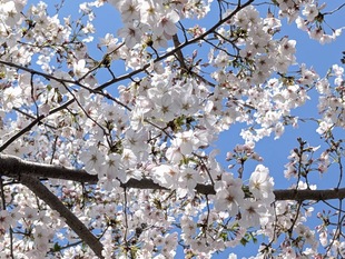 鷲宮神社の写真2