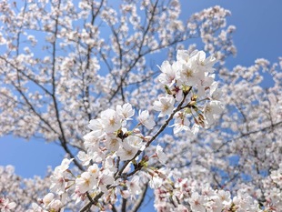 鷲宮運動公園の写真2