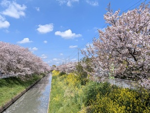 大排水路沿いの写真1