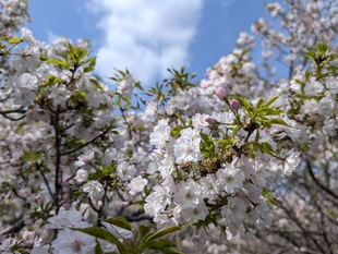大排水路沿いの写真2