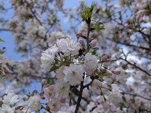 静御前墓所の写真2