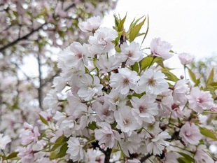 大排水路沿いの写真2