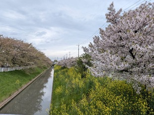 大排水路沿いの写真1