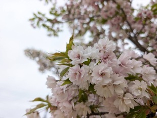 静御前墓所の写真2