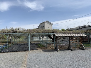 菖蒲神社のフジの写真1