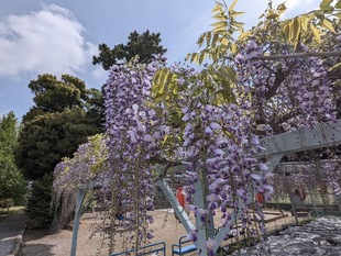 菖蒲神社のフジの写真2