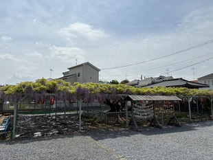 菖蒲神社のフジの写真1
