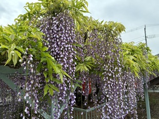 菖蒲神社のフジの写真2
