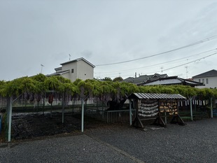 菖蒲神社のフジの写真1