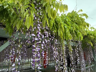 菖蒲神社のフジの写真2