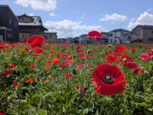 ポピーの近景の写真