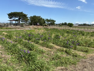 あやめ園の花しょうぶ　遠景写真
