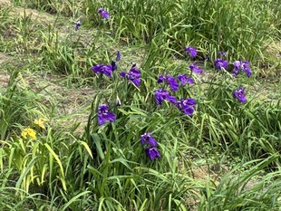 あやめ園の花しょうぶ　近景の写真
