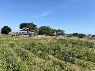 あやめ苑の花しょうぶ　遠景写真