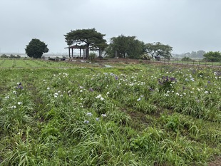 あやめ苑の花しょうぶ　遠景写真