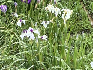 あやめ苑の花しょうぶ　近景写真