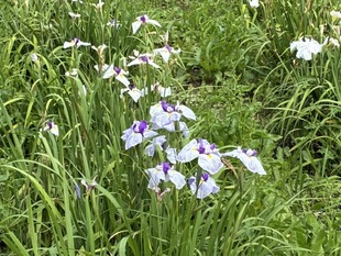 あやめ苑の花しょうぶ　近景写真