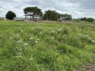 花しょうぶ遠景の写真