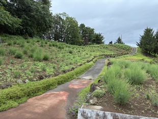 しらさぎ公園のラベンダー　遠景の写真