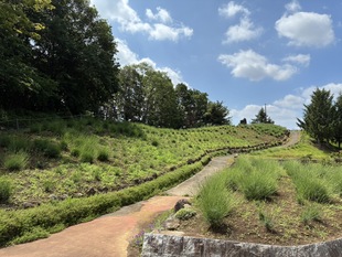 しらさぎ公園のラベンダー　遠景の写真
