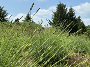 しらさぎ公園近景の写真