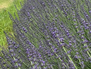 令和8年菖蒲行政センター前のラベンダー（グロッソ）開花情報｜久喜市