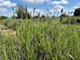 ラベンダーの花壇の写真2