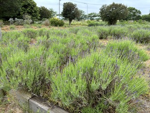 ラベンダー花壇の写真1