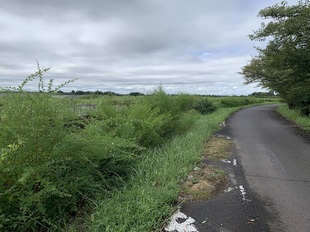 ヤマハギ遠景