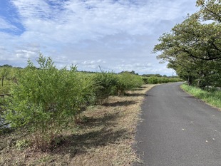 ヤマハギ遠景