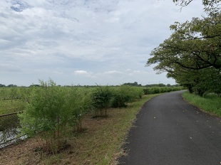 ヤマハギ　遠景