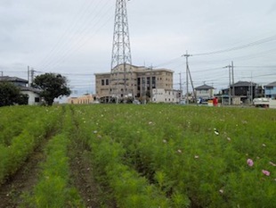 コスモス遠景写真
