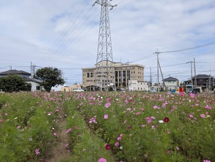 コスモス遠景の写真