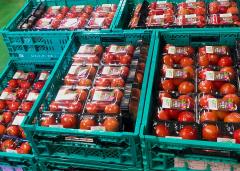 パック詰めされたトマトの写真